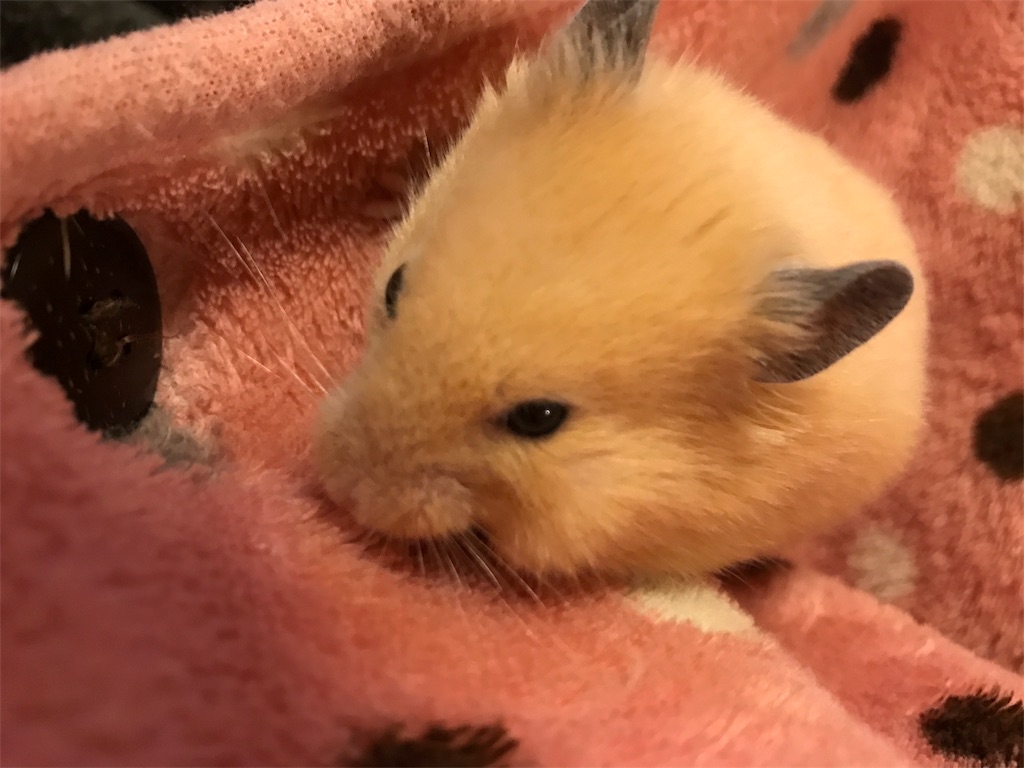 f:id:sumino72:20170305115502j:image