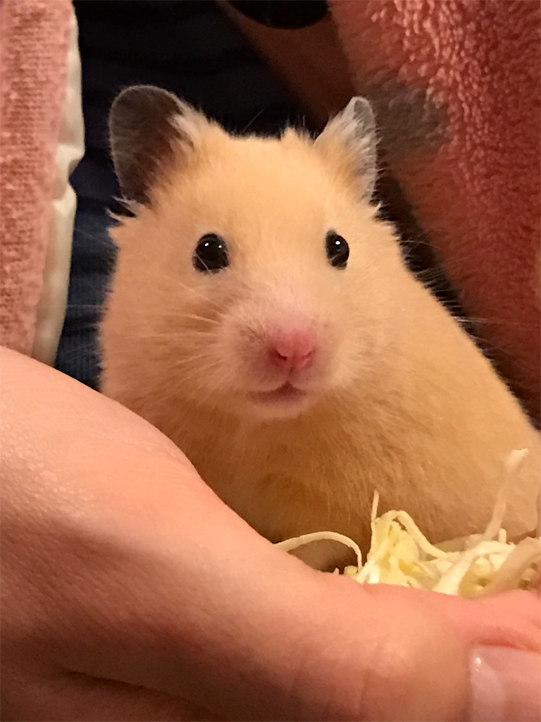 f:id:sumino72:20170318222105j:image