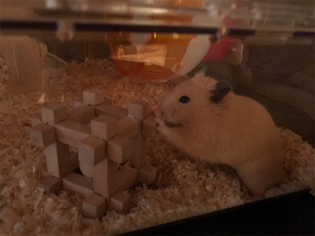 f:id:sumino72:20170805175343j:image