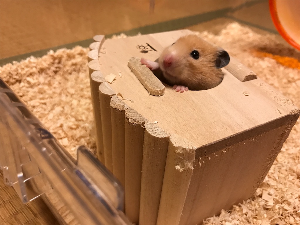 f:id:sumino72:20171028082856j:image