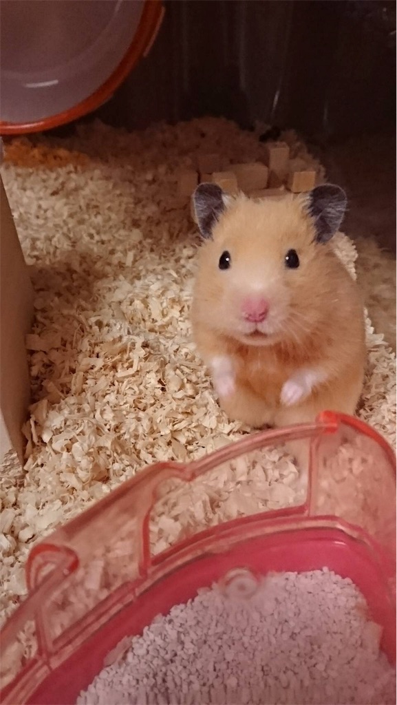 f:id:sumino72:20171101223629j:image