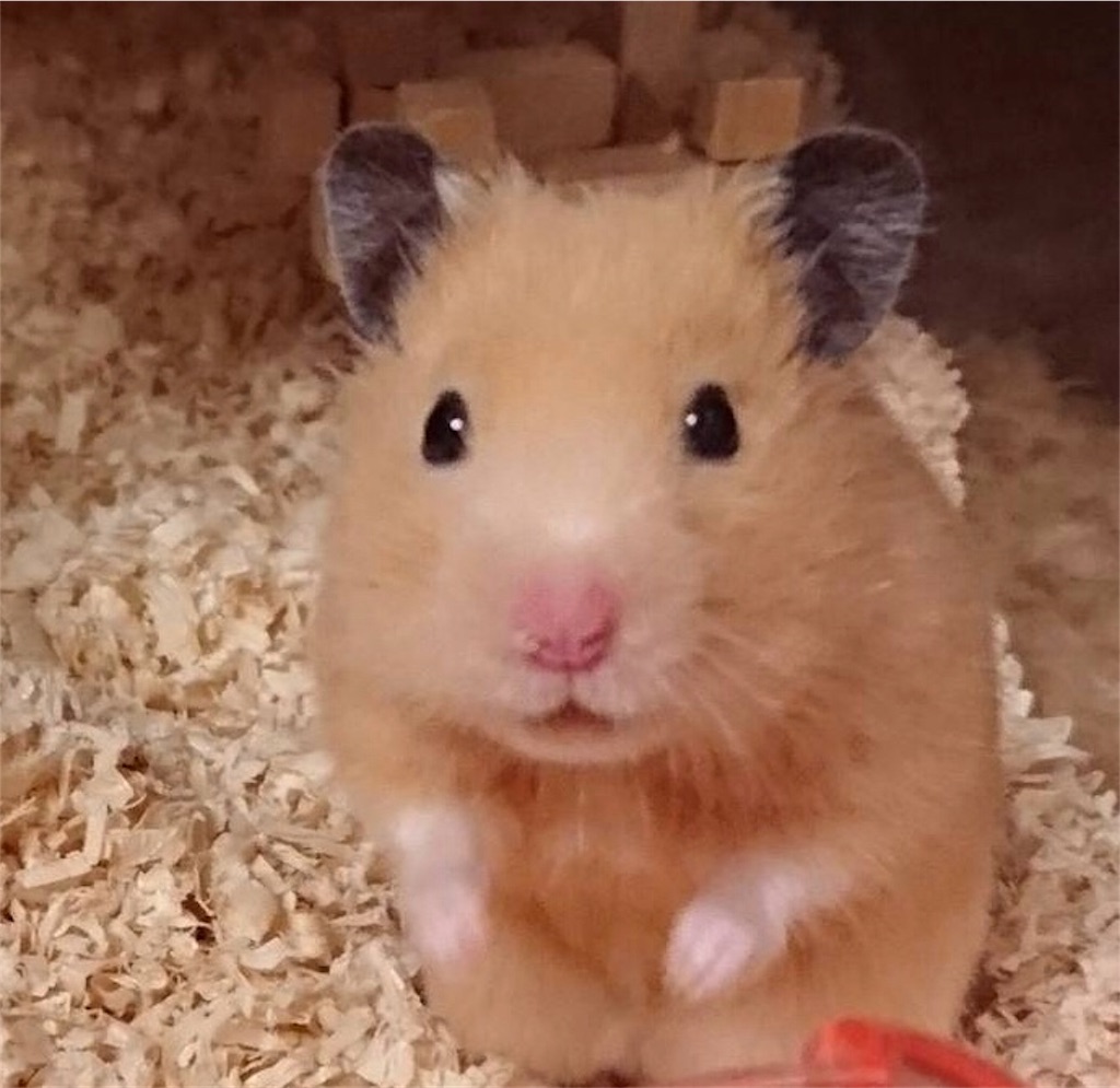 f:id:sumino72:20171101225520j:image