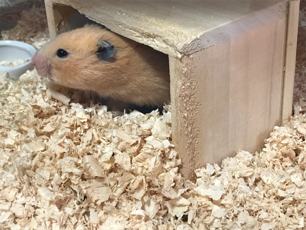 f:id:sumino72:20171105134610j:image