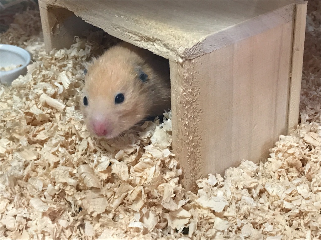 f:id:sumino72:20171105134615j:image