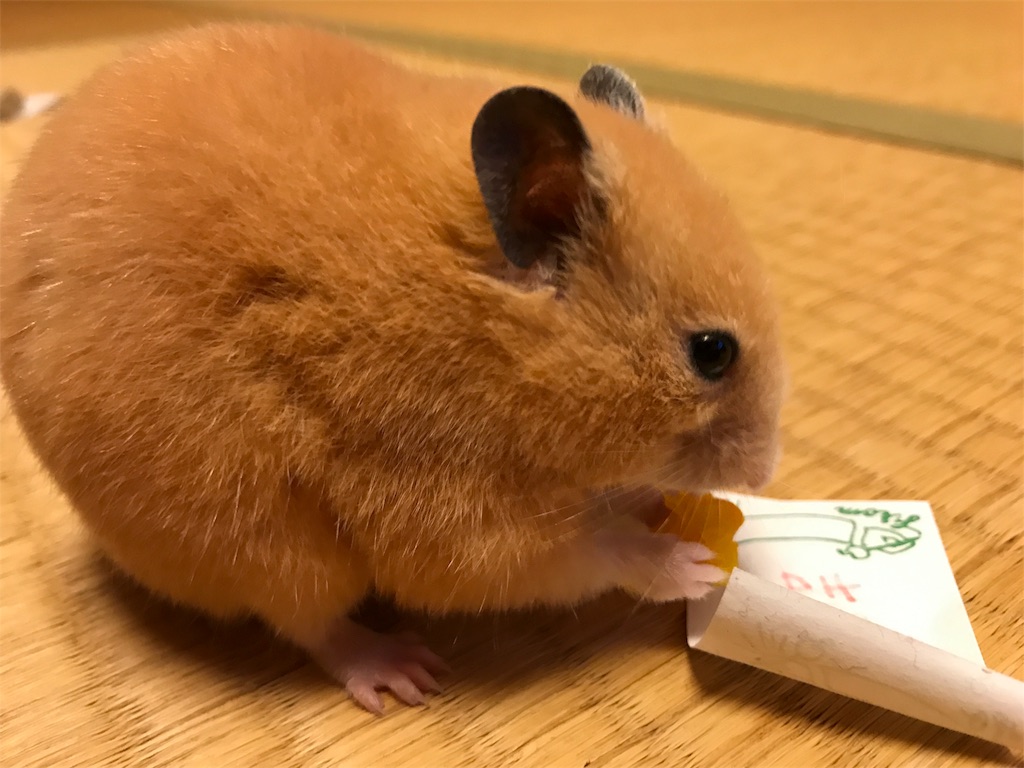 f:id:sumino72:20171105220754j:image