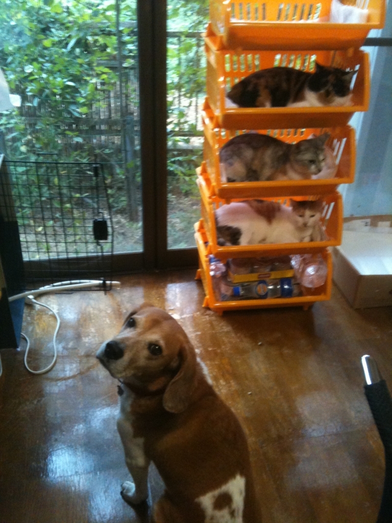 f:id:suminofv:20180708164203j:plain f:id:suminofv:20180708164203j:plain