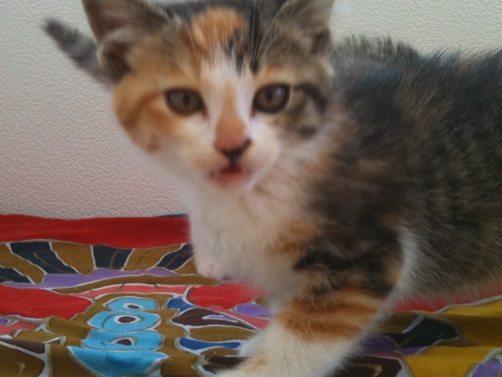 f:id:suminofv:20180715192438j:plain f:id:suminofv:20180715192438j:plain