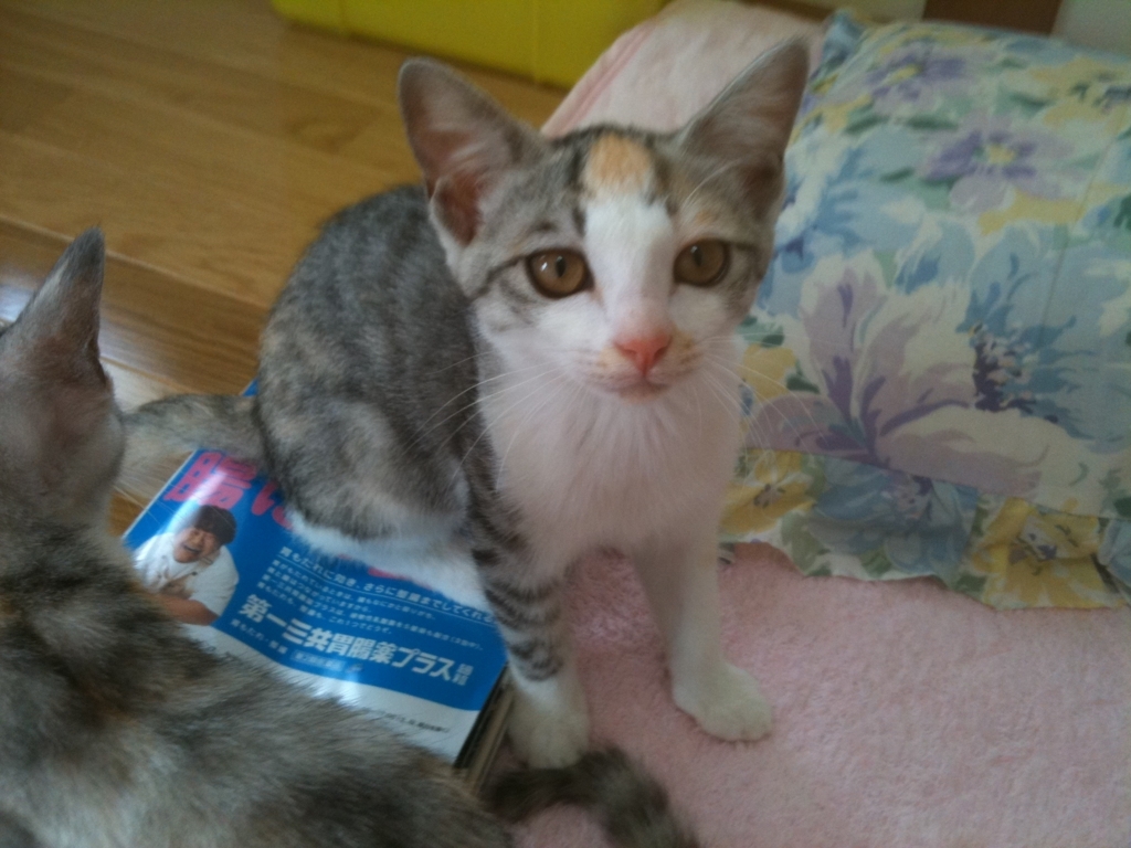 f:id:suminofv:20180715192559j:plain f:id:suminofv:20180715192559j:plain