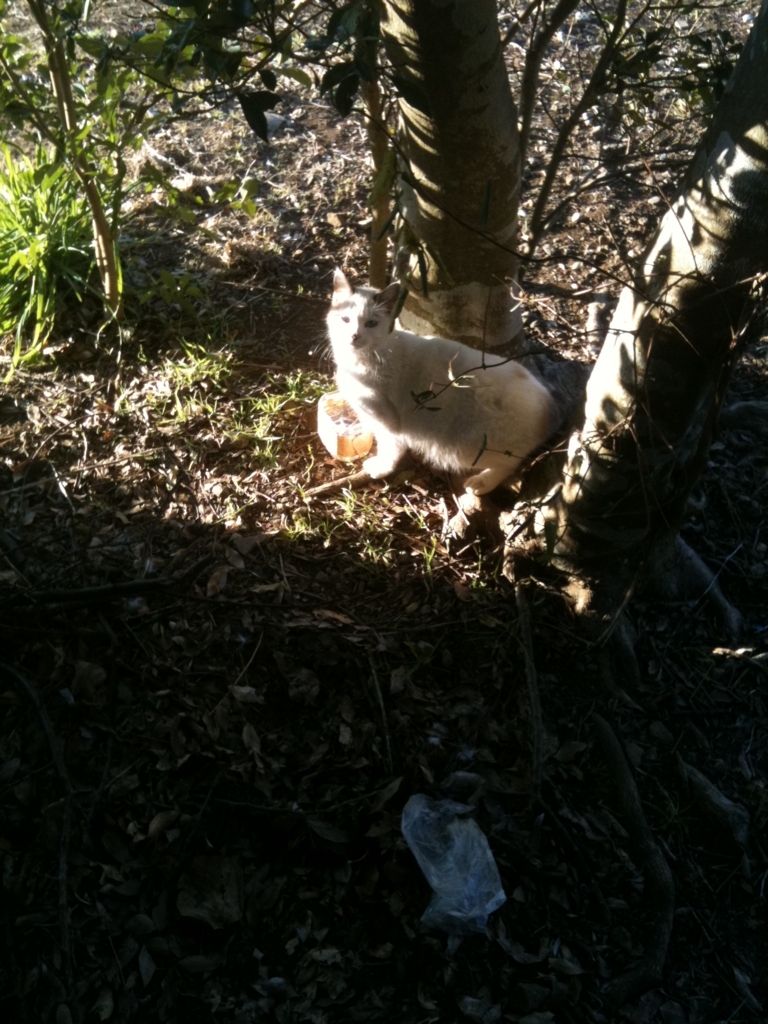 f:id:suminofv:20180722222425j:plain