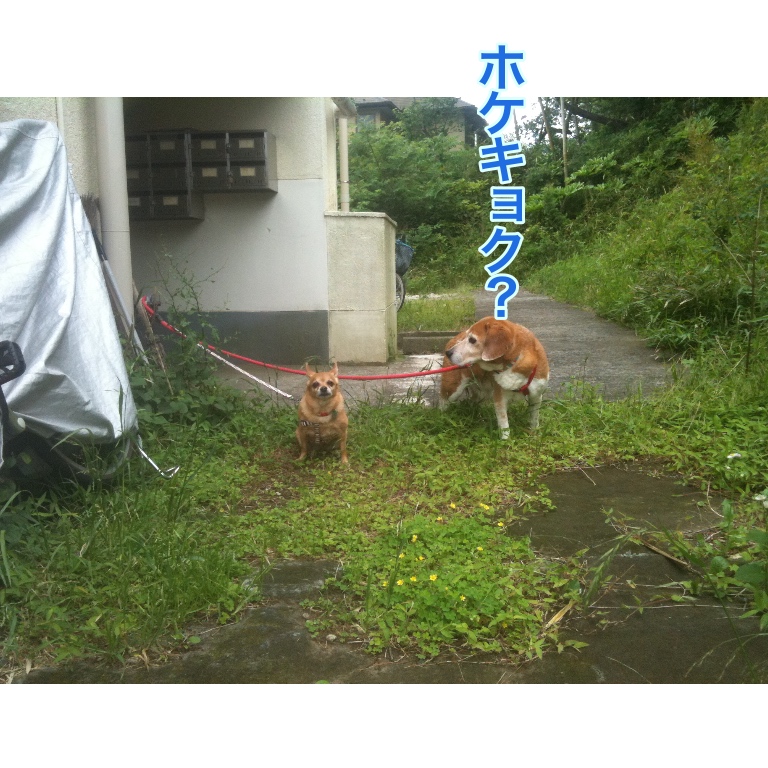 f:id:suminofv:20180726130422j:plain f:id:suminofv:20180726130422j:plain