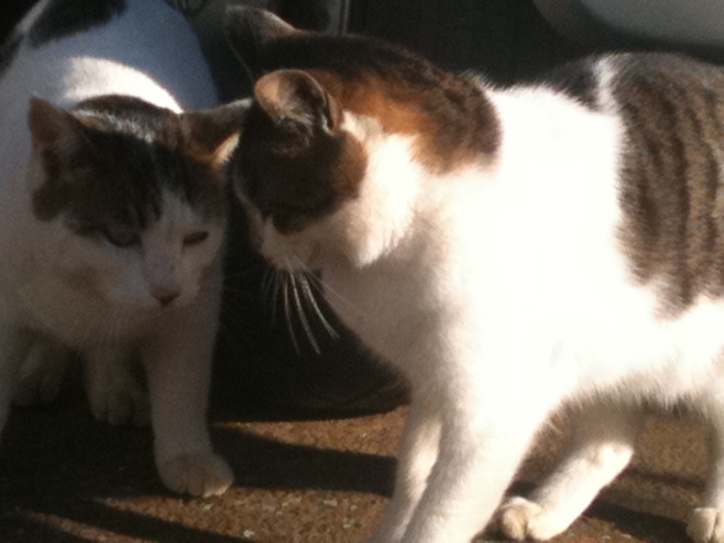 f:id:suminofv:20180819182250j:plain