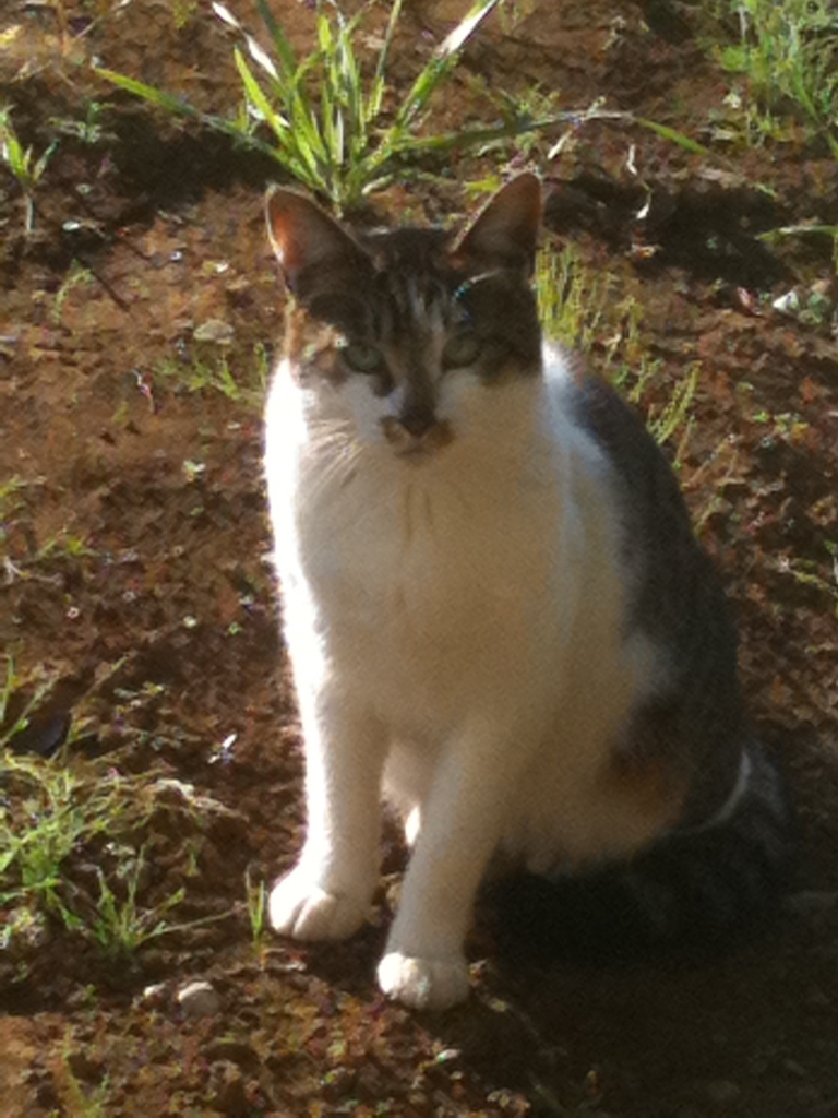 f:id:suminofv:20180819183934j:plain