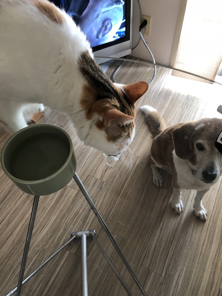 f:id:suminofv:20181008174957j:plain f:id:suminofv:20181008174957j:plain