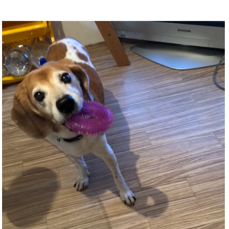 f:id:suminofv:20181021210605j:plain