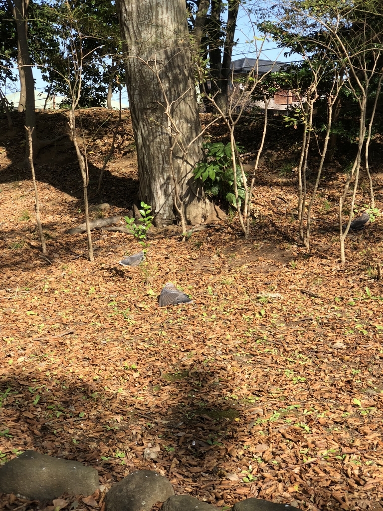 f:id:suminofv:20181021222729j:plain