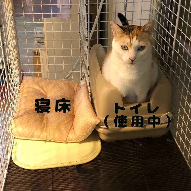 f:id:suminofv:20181027181955j:plain