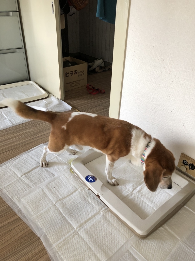 f:id:suminofv:20181028175612j:plain