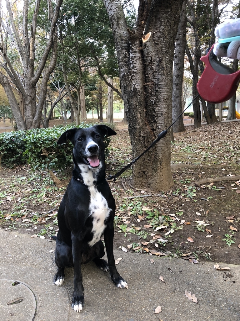 f:id:suminofv:20181117132005j:plain f:id:suminofv:20181117132005j:plain