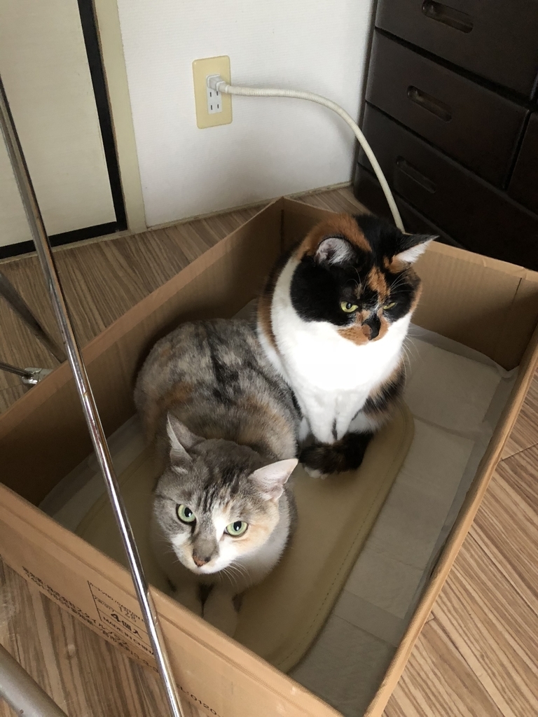 f:id:suminofv:20181203001801j:plain f:id:suminofv:20181203001801j:plain