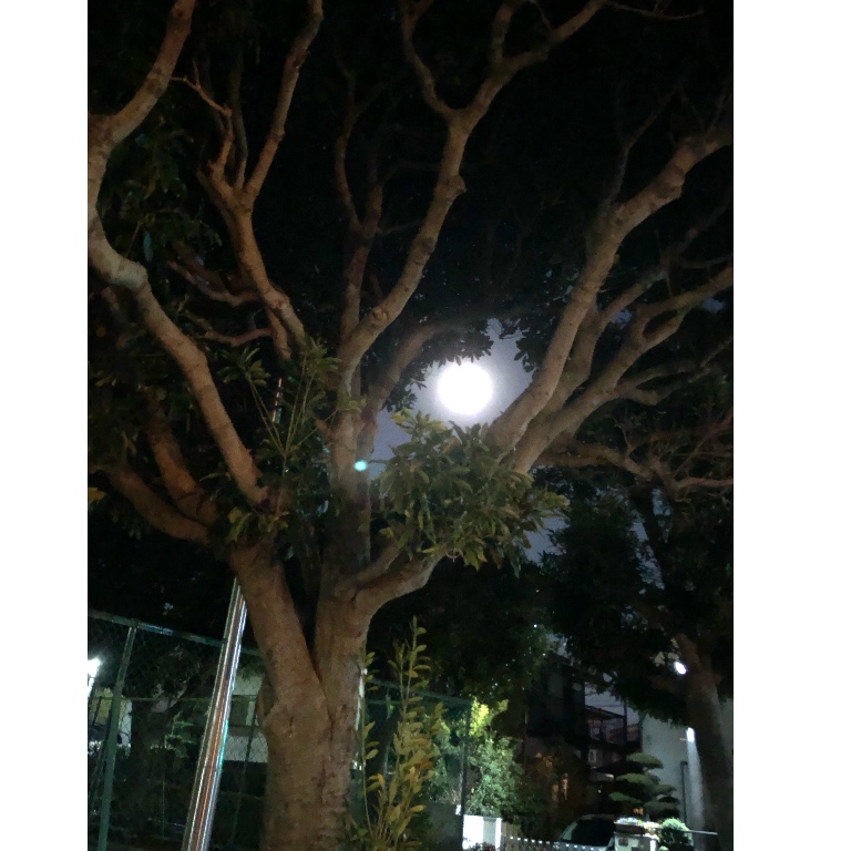 f:id:suminofv:20190121214627j:plain f:id:suminofv:20190121214627j:plain