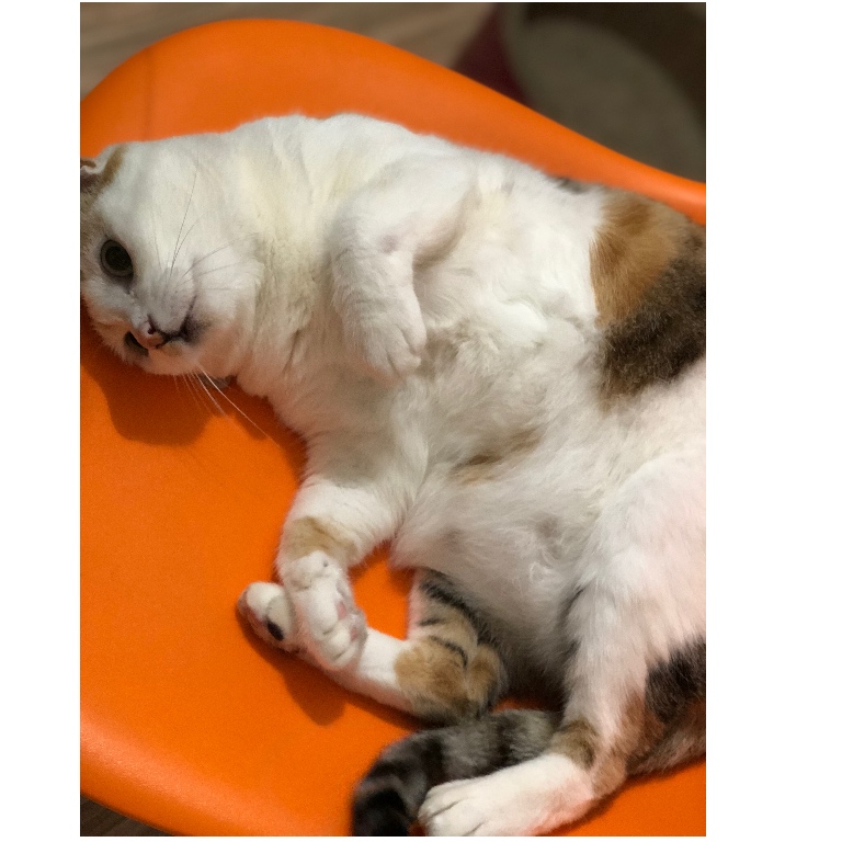 f:id:suminofv:20190130234456j:plain