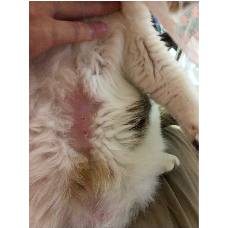 f:id:suminofv:20190130235226j:plain