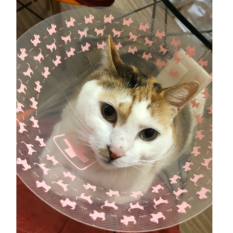 f:id:suminofv:20190131011053j:plain