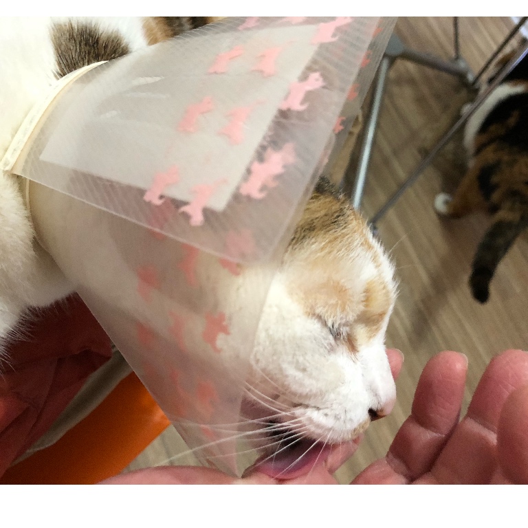 f:id:suminofv:20190131011200j:plain