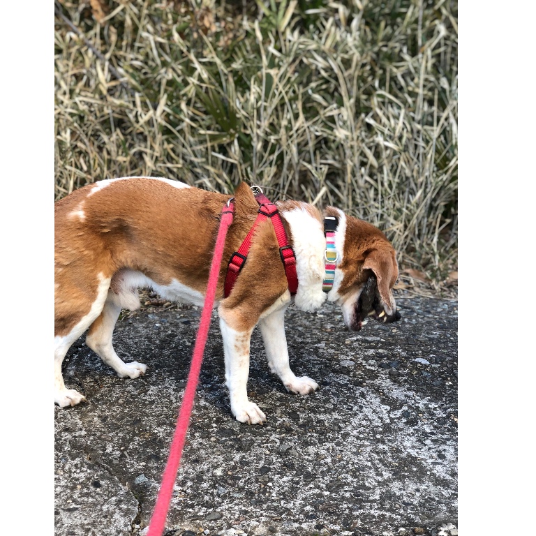 f:id:suminofv:20190207091745j:plain