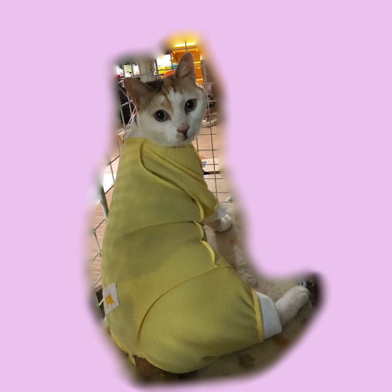 f:id:suminofv:20190210141036j:plain