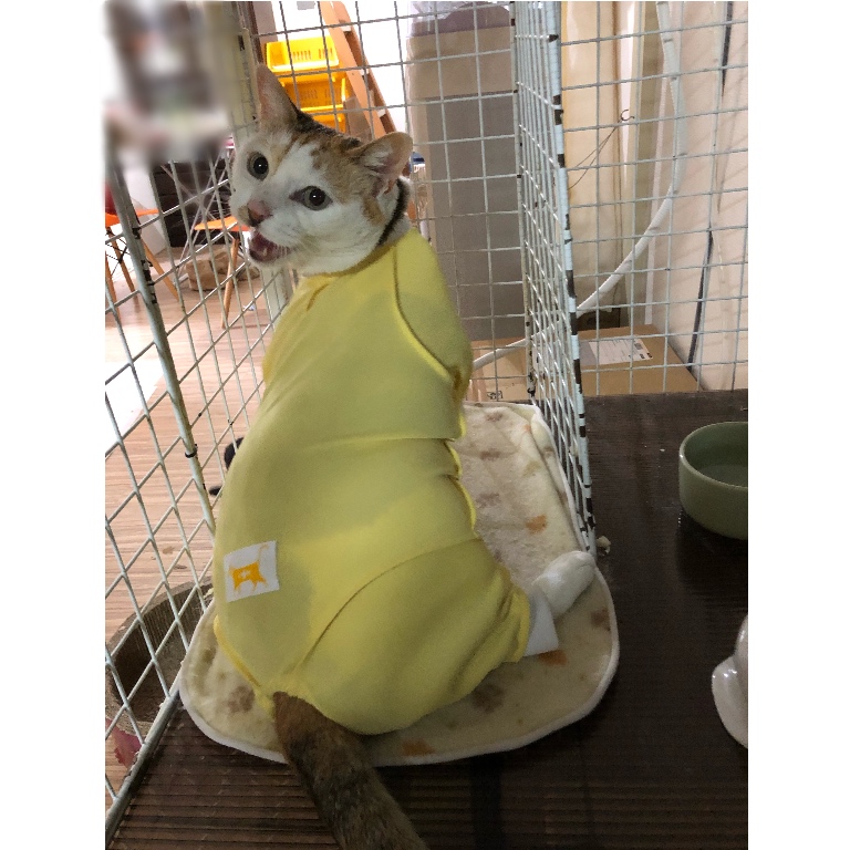 f:id:suminofv:20190210142825j:plain