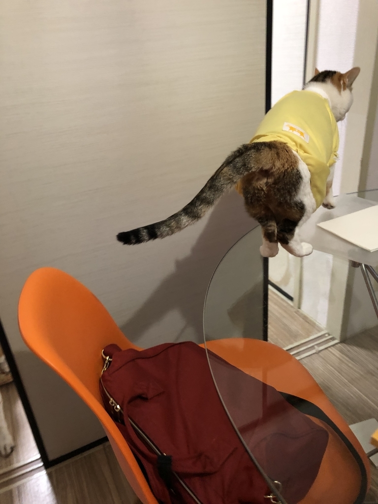 f:id:suminofv:20190210144723j:plain