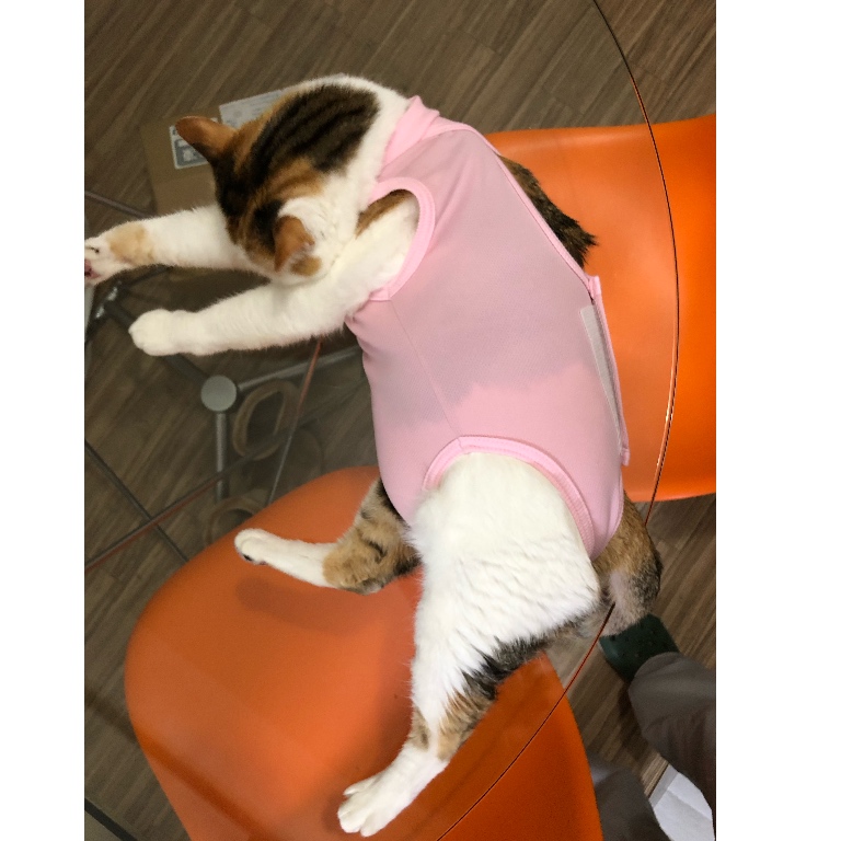 f:id:suminofv:20190217110943j:plain