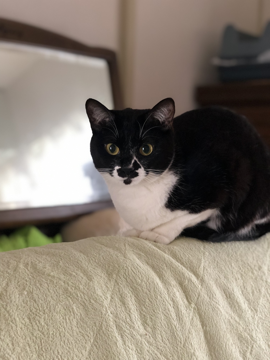 f:id:suminofv:20190329180341j:plain