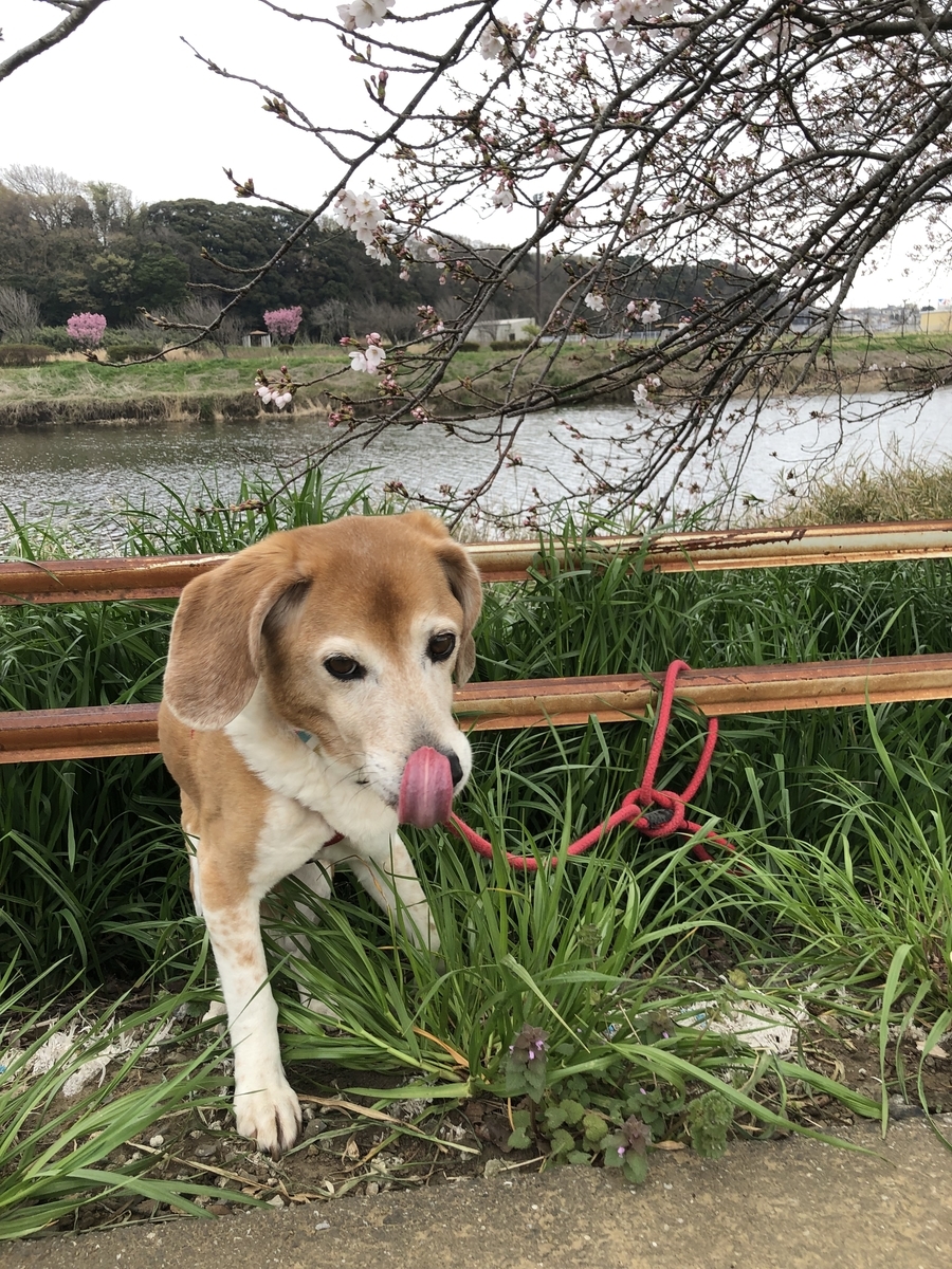 f:id:suminofv:20190330194815j:plain