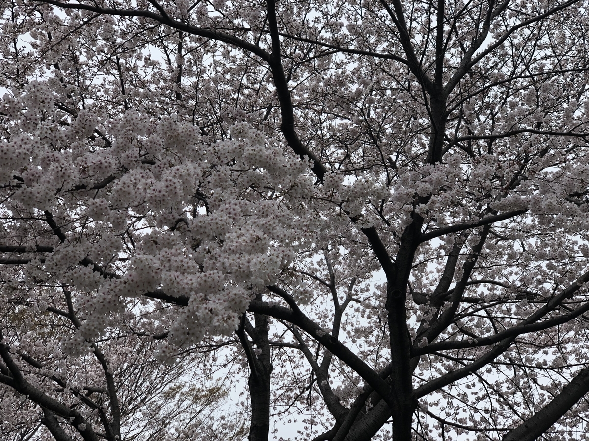 f:id:suminofv:20190330195312j:plain