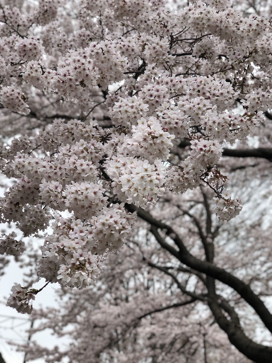 f:id:suminofv:20190330195427j:plain