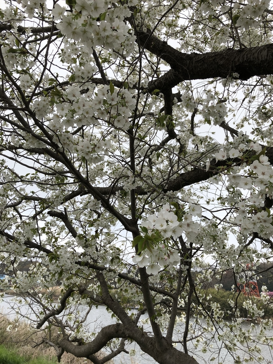 f:id:suminofv:20190330195831j:plain