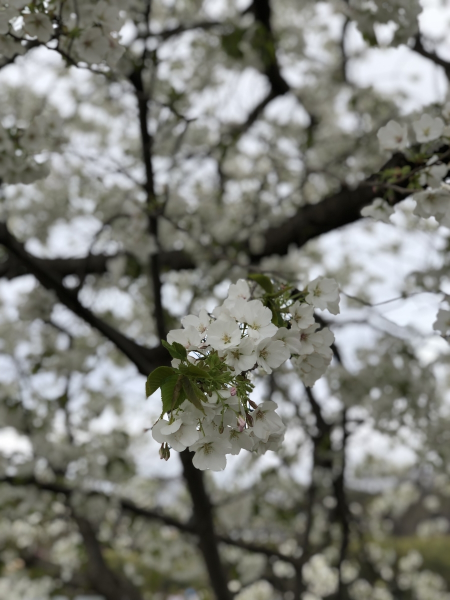 f:id:suminofv:20190330200109j:plain