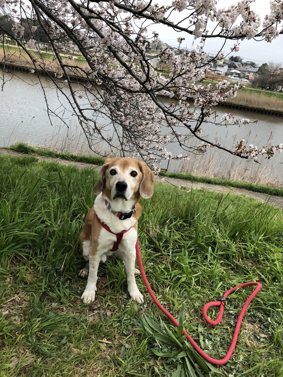 f:id:suminofv:20190330200528j:plain