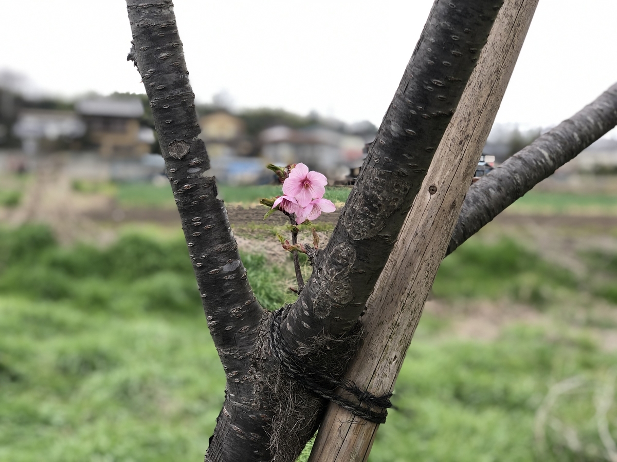 f:id:suminofv:20190330201002j:plain