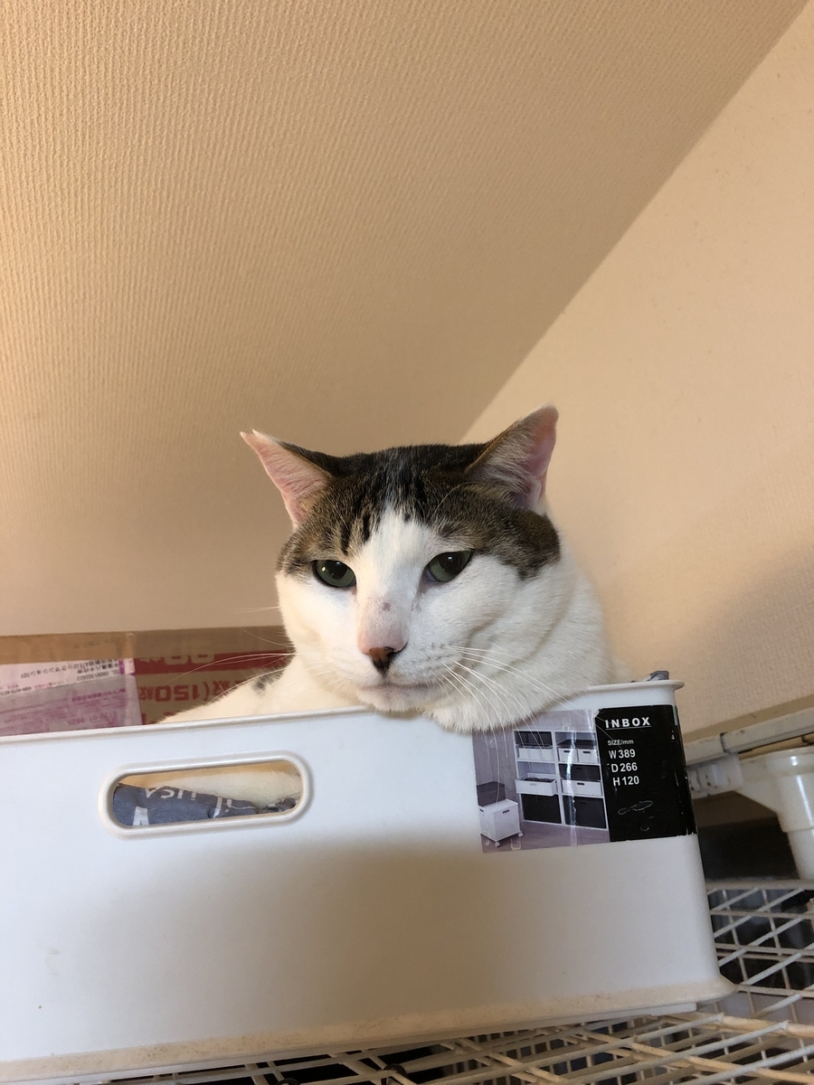 f:id:suminofv:20190330223628j:plain
