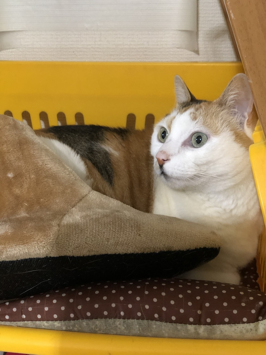 f:id:suminofv:20190330223917j:plain