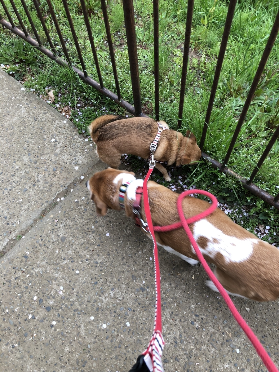 f:id:suminofv:20190407122607j:plain