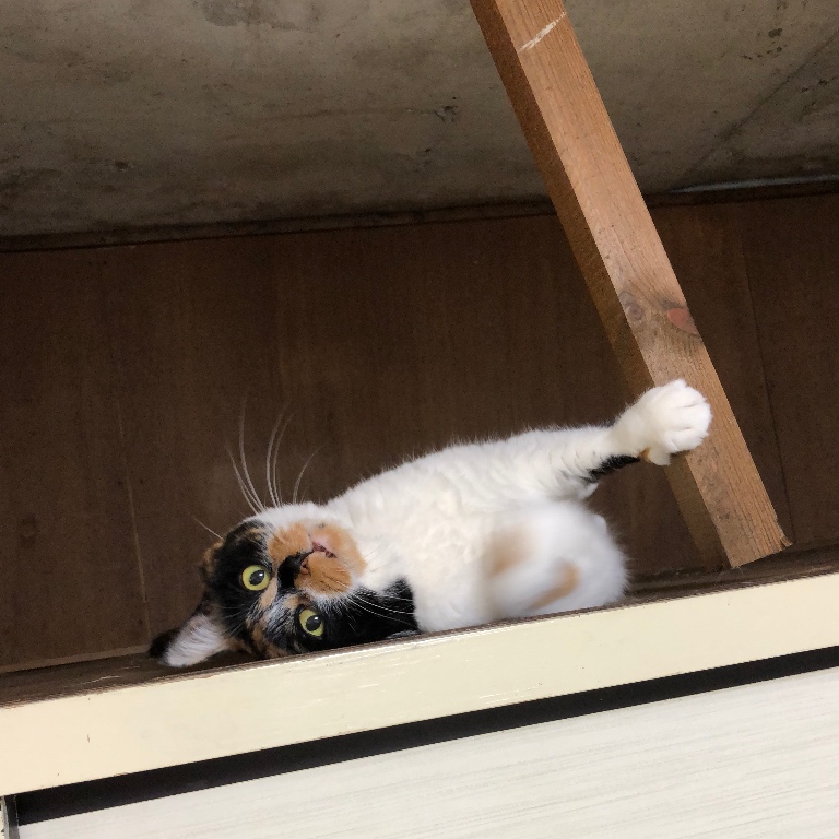 f:id:suminofv:20190429011442j:plain