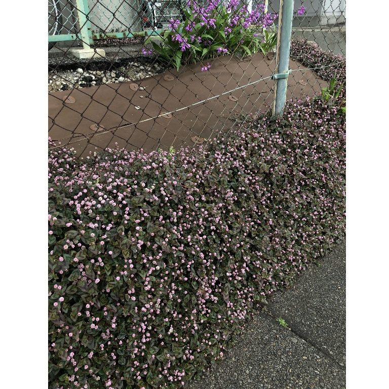 f:id:suminofv:20190502081204j:plain