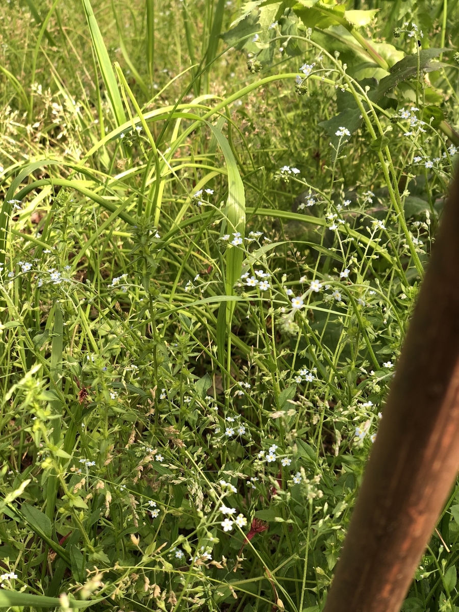 f:id:suminofv:20190502180809j:plain