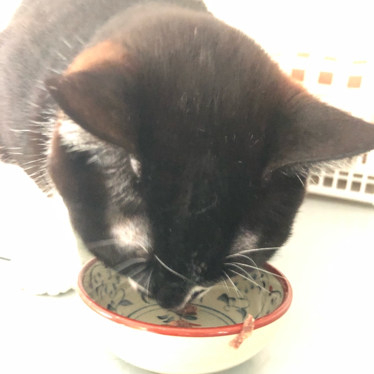 f:id:suminofv:20190504180436j:plain f:id:suminofv:20190504180436j:plain