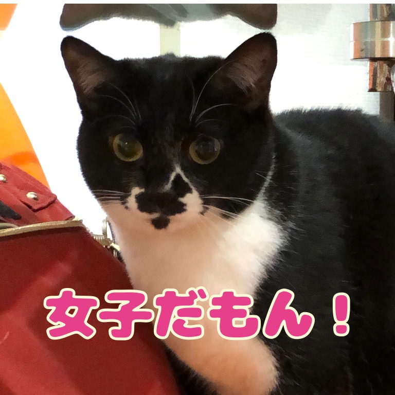 f:id:suminofv:20190505155421j:plain f:id:suminofv:20190505155421j:plain