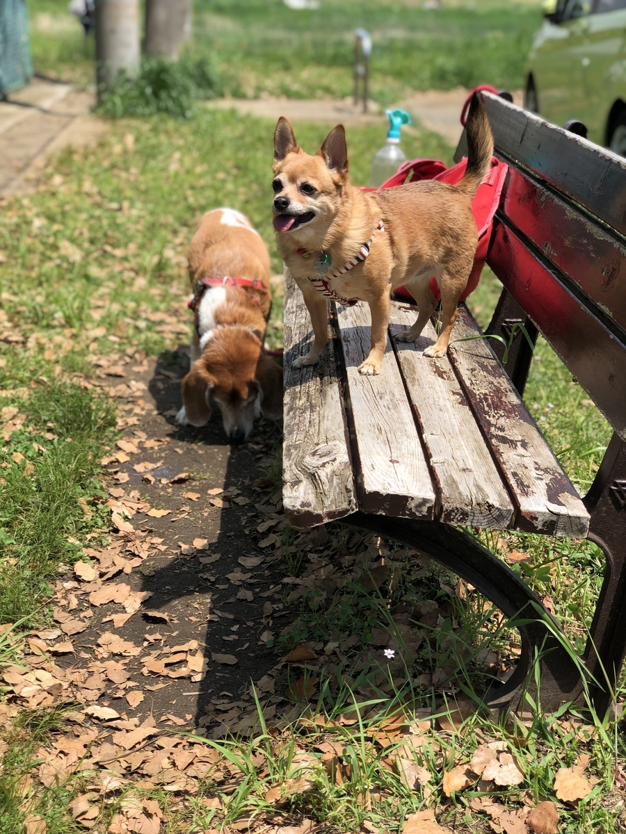 f:id:suminofv:20190505160017j:plain f:id:suminofv:20190505160017j:plain